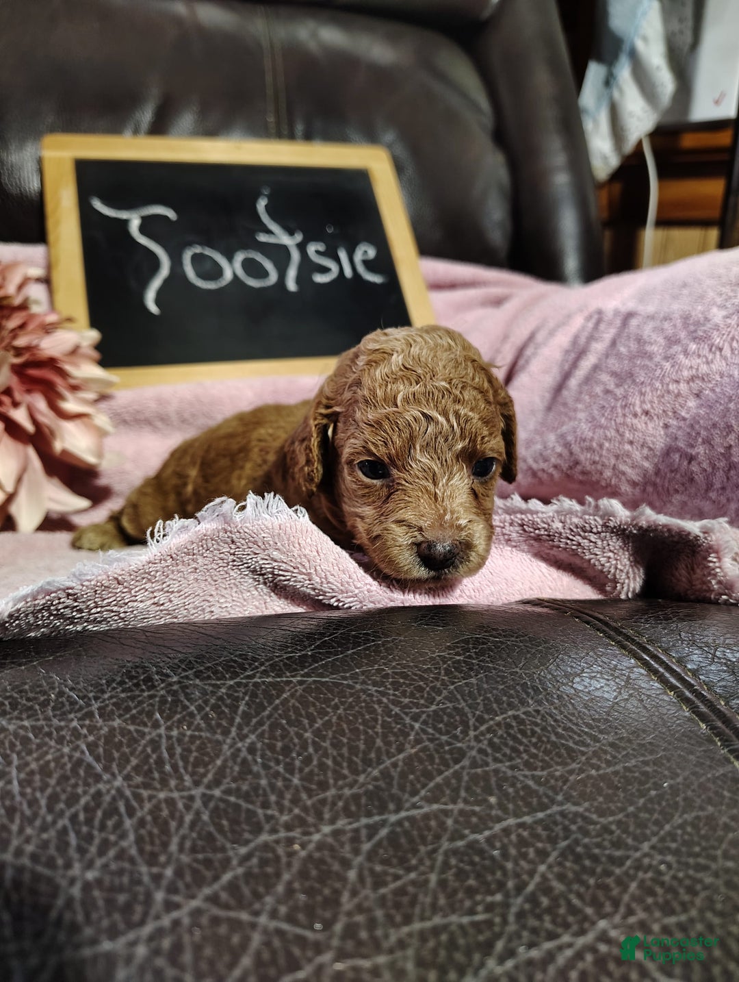 Mini Goldendoodle dogs for sale: Tootsie - Image 9