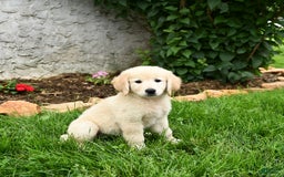 Maremma Sheepdog dogs for sale: Emma - Image 1