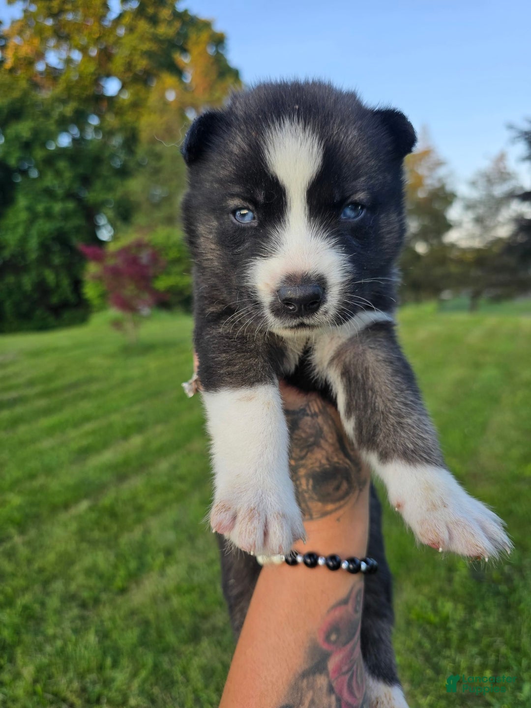 Siberian Husky dogs for sale: Sue - Image 3