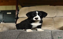 Bernese Mountain Dog dogs for sale: Felix - Image 2