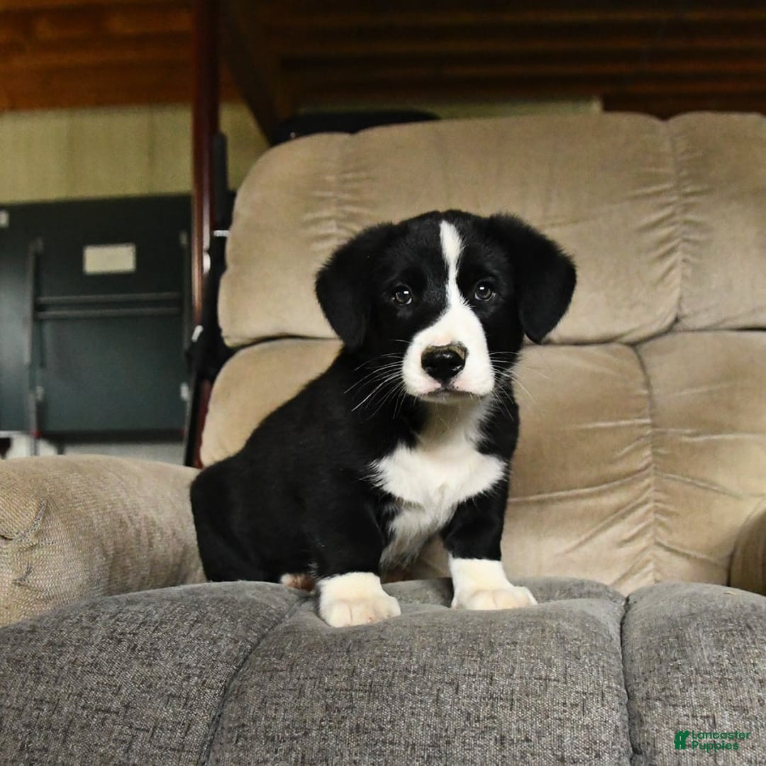 Bernese Mountain Dog dogs for sale: Felix - Image 2