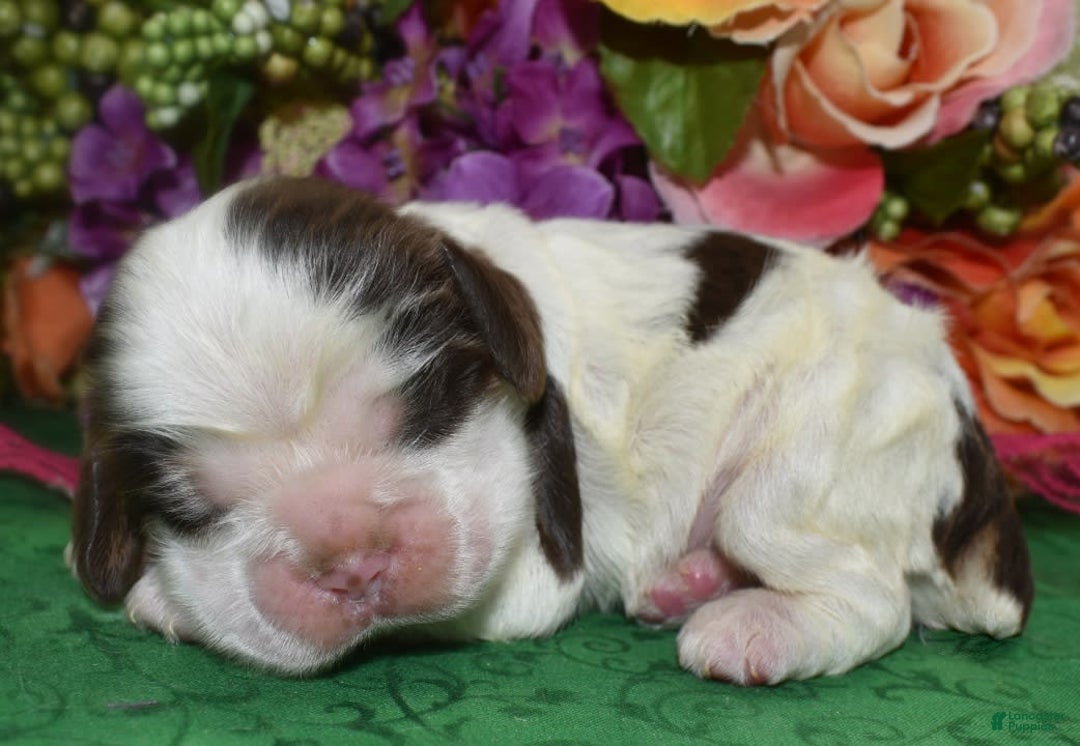Cocker Spaniel dogs for sale: Bellachocolatetanparticockerpuppy - Image 2