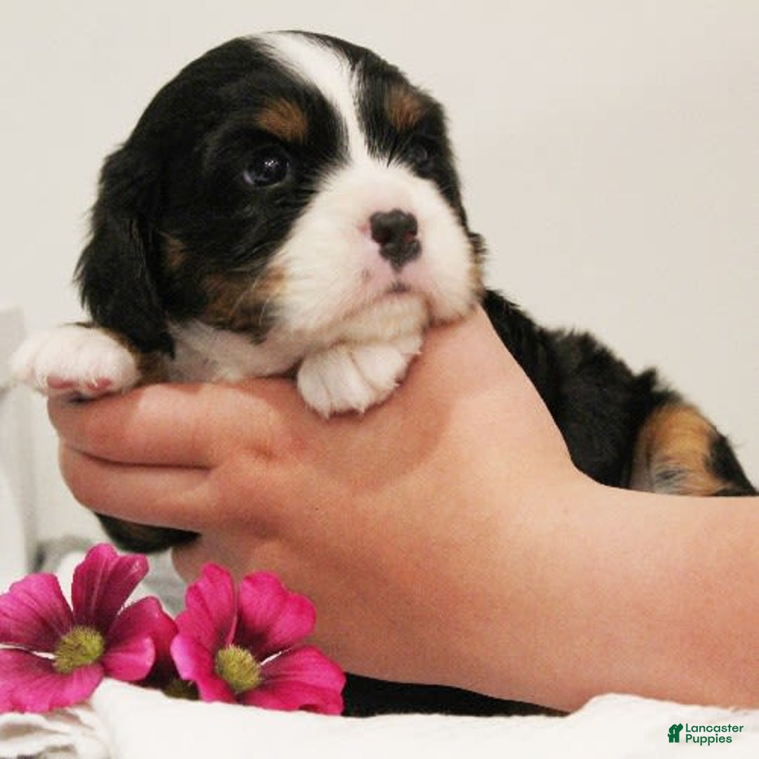 Miniature Bernese Mountain Dog dogs for sale: Twix - Image 8