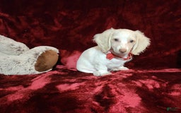 Miniature Dachshund dogs for sale: YETI - Image 4