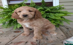 Goldendoodle dogs for sale: Lolly - Image 8