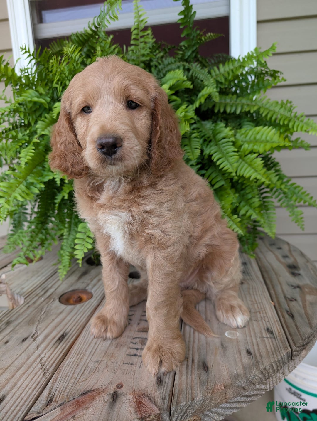 Goldendoodle dogs for sale: Lolly - Image 8