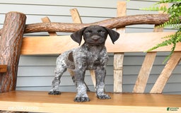 German Shorthaired Pointer dogs for sale: Blaze - Image 1
