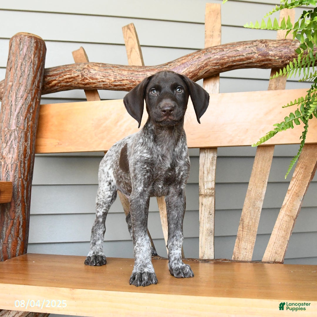 German Shorthaired Pointer dogs for sale: Blaze - Image 1