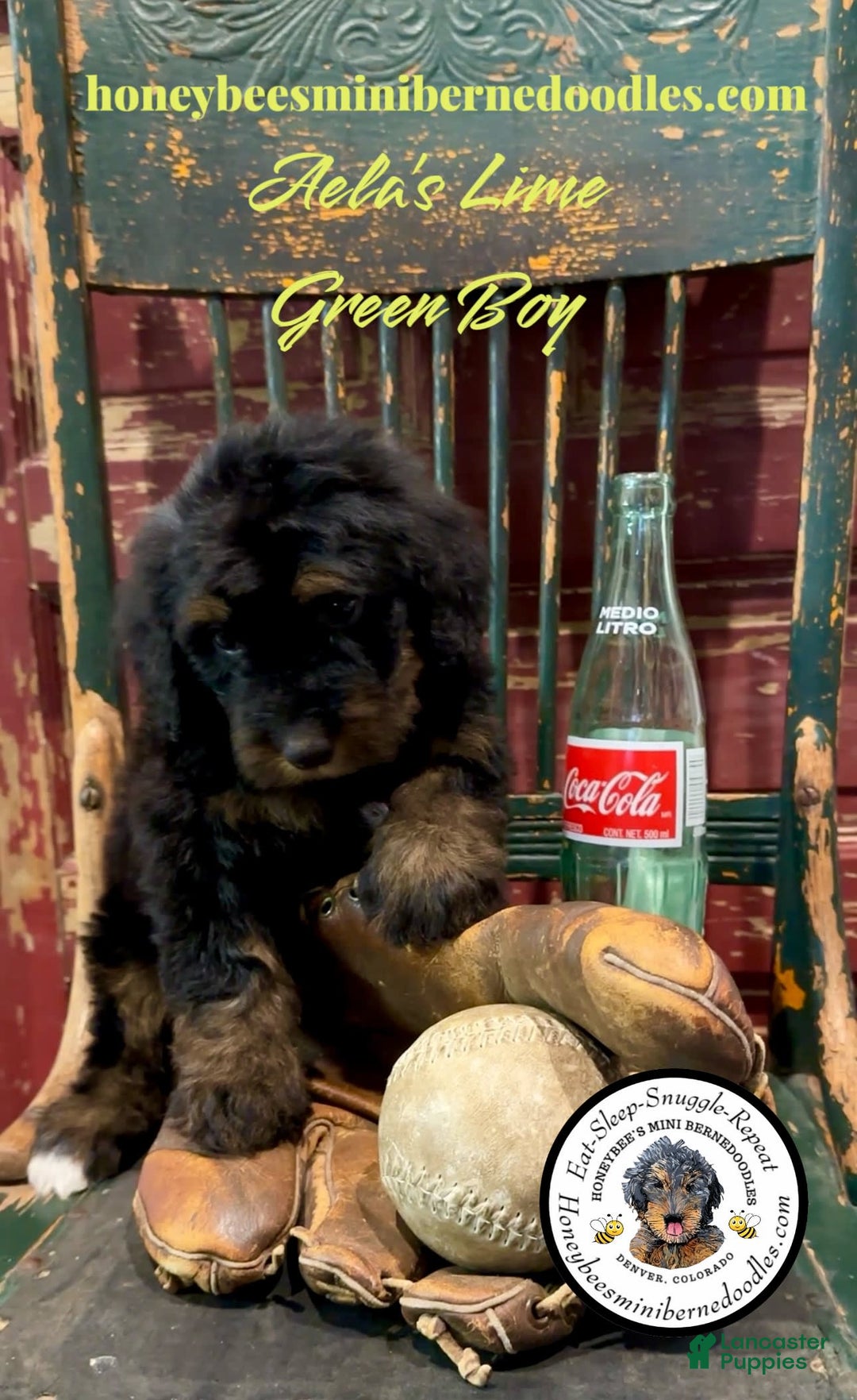 Mini Bernedoodle dogs for sale: Aelas Lime Green Boy - Image 9