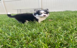 Pomsky dogs for sale: Chai - Image 12