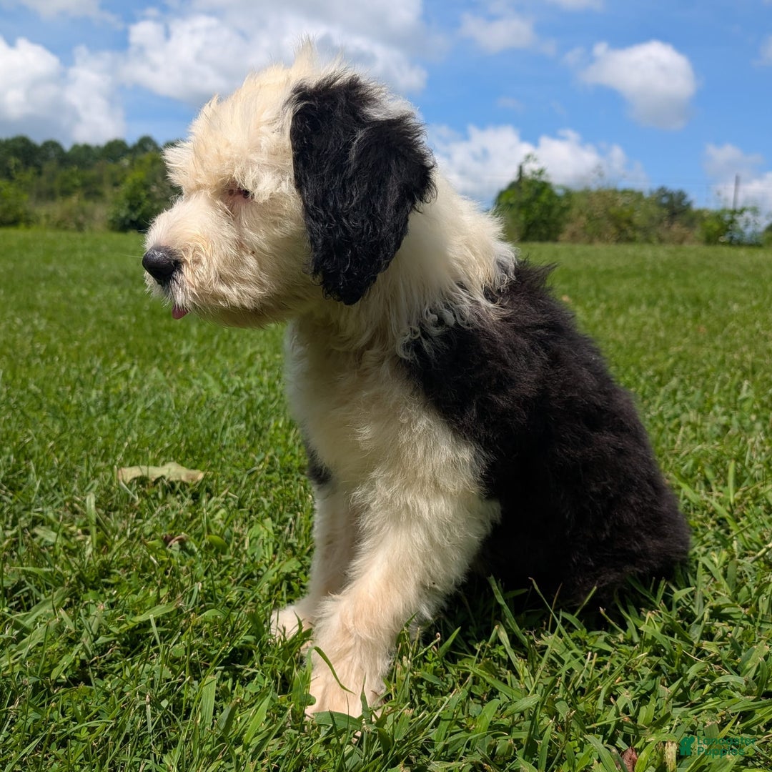 Old English Sheepdog dogs for sale: Fluffy - Image 12