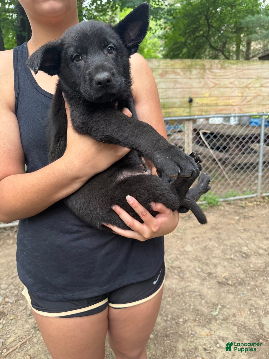 German Shepherd dogs for sale: Princess - Image 4