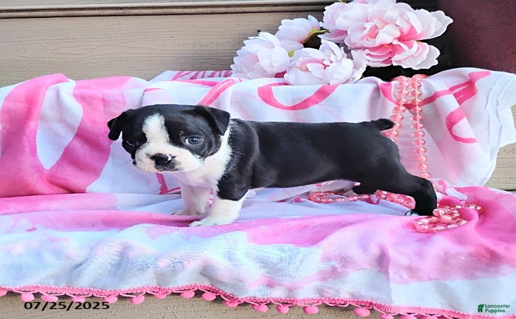 Boston Terrier dogs for sale - Ad 1