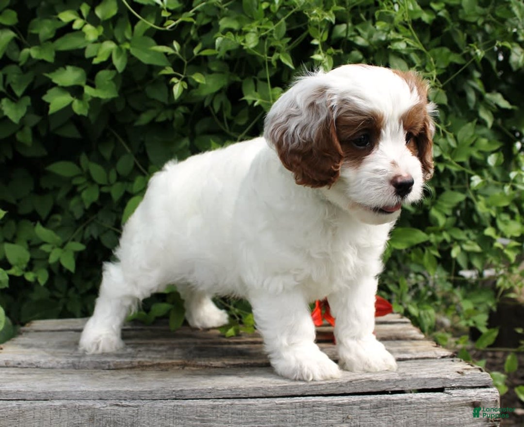 Cavapoo dogs for sale: Louie - Image 2