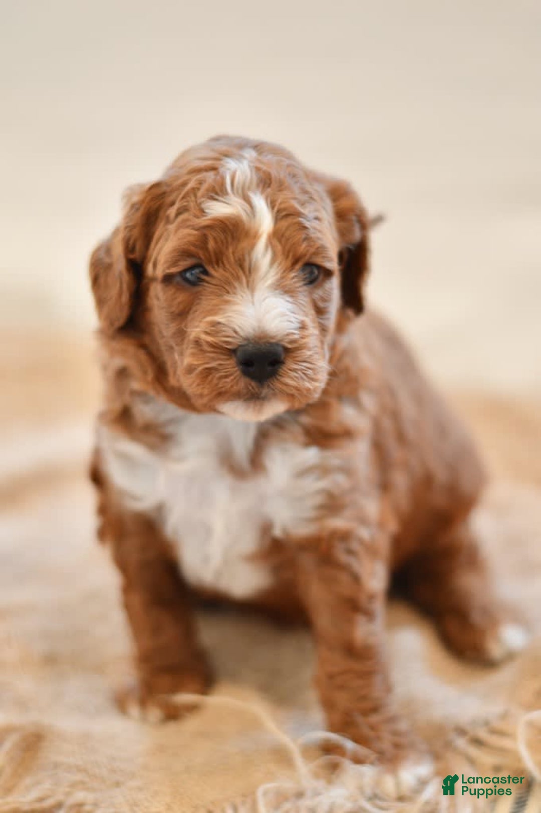 Goldendoodle dogs for sale: Smoky - Image 3