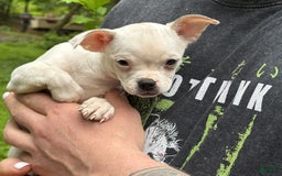 Chihuahua dogs for sale: Bianca - Image 11