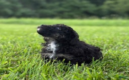 Aussiedoodle dogs for sale: Richie - Image 11