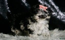 Maltipoo dogs for sale: Blackberry - Image 5