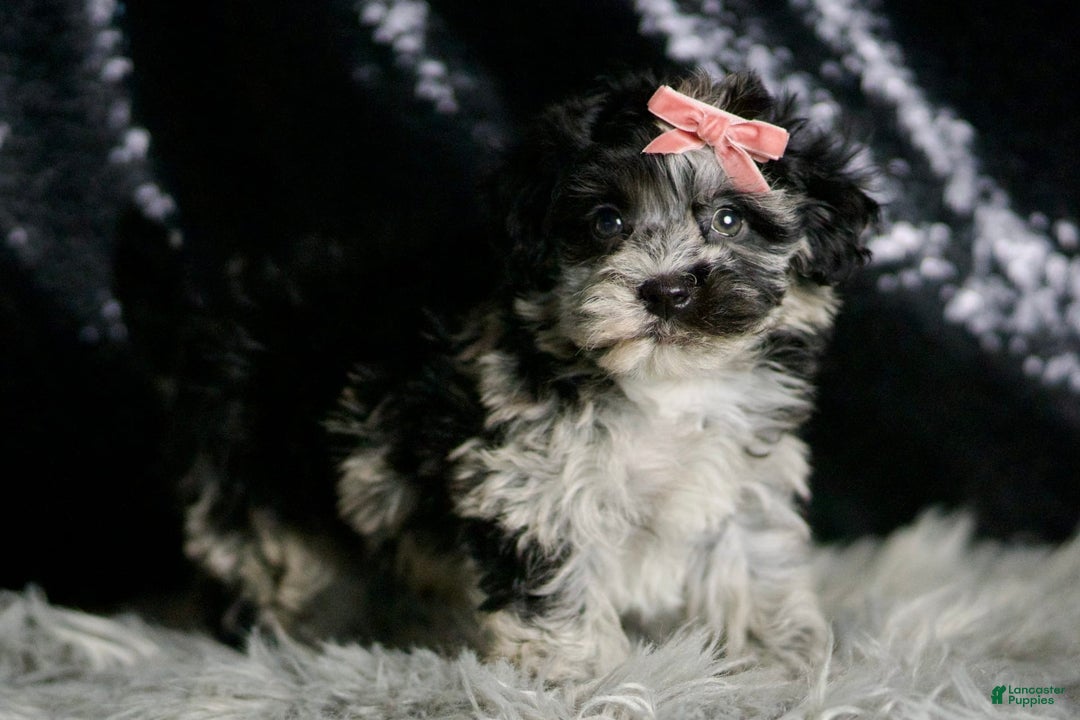 Maltipoo dogs for sale: Blackberry - Image 5