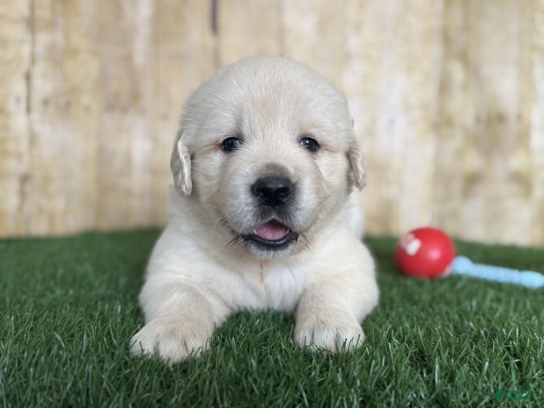 Golden Retriever dogs for sale: Bentley - Image 11
