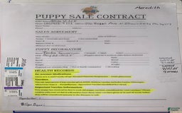 Boston Terrier dogs for sale: Meredith - Image 2