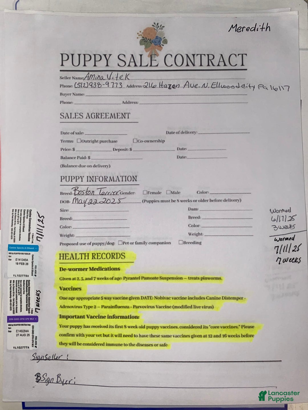 Boston Terrier dogs for sale: Meredith - Image 2