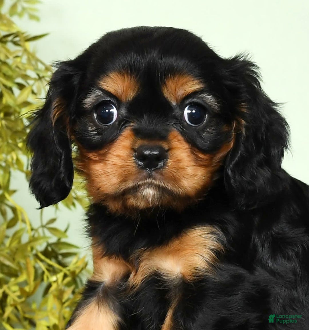 Cavalier King Charles Spaniel dogs for sale: Milo - Image 2