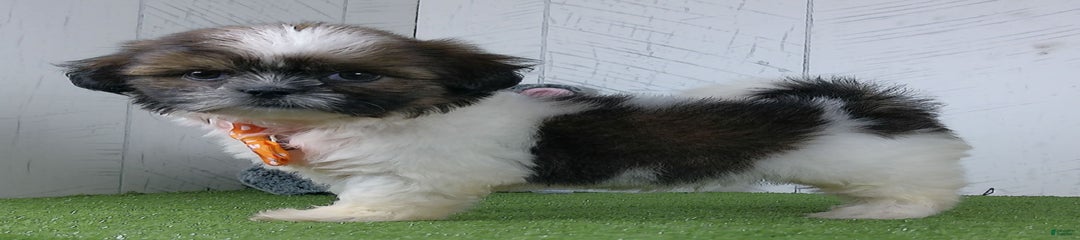 Simon