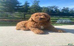Mini Goldendoodle dogs for sale: Duke - Image 3