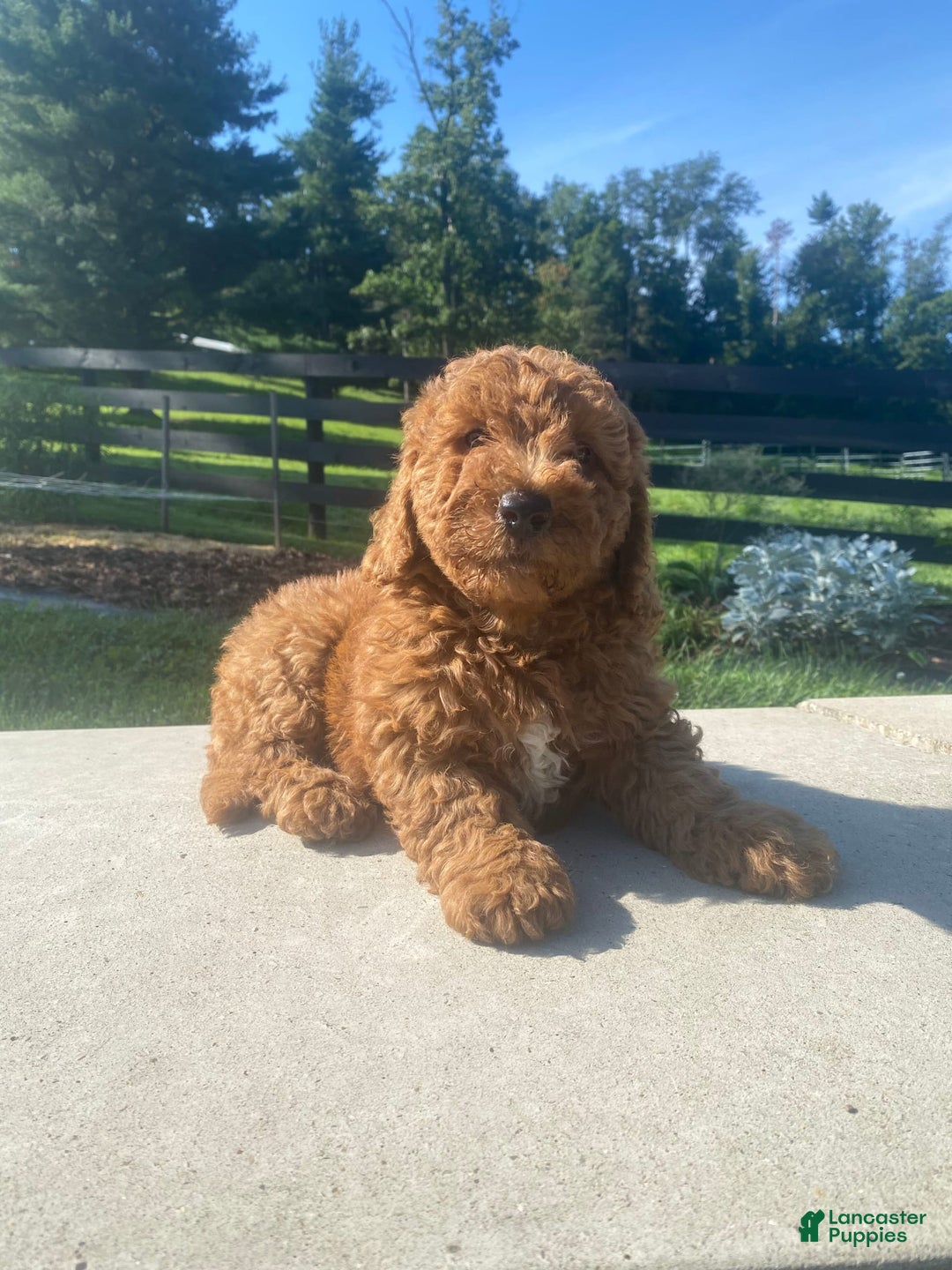 Mini Goldendoodle dogs for sale: Duke - Image 3