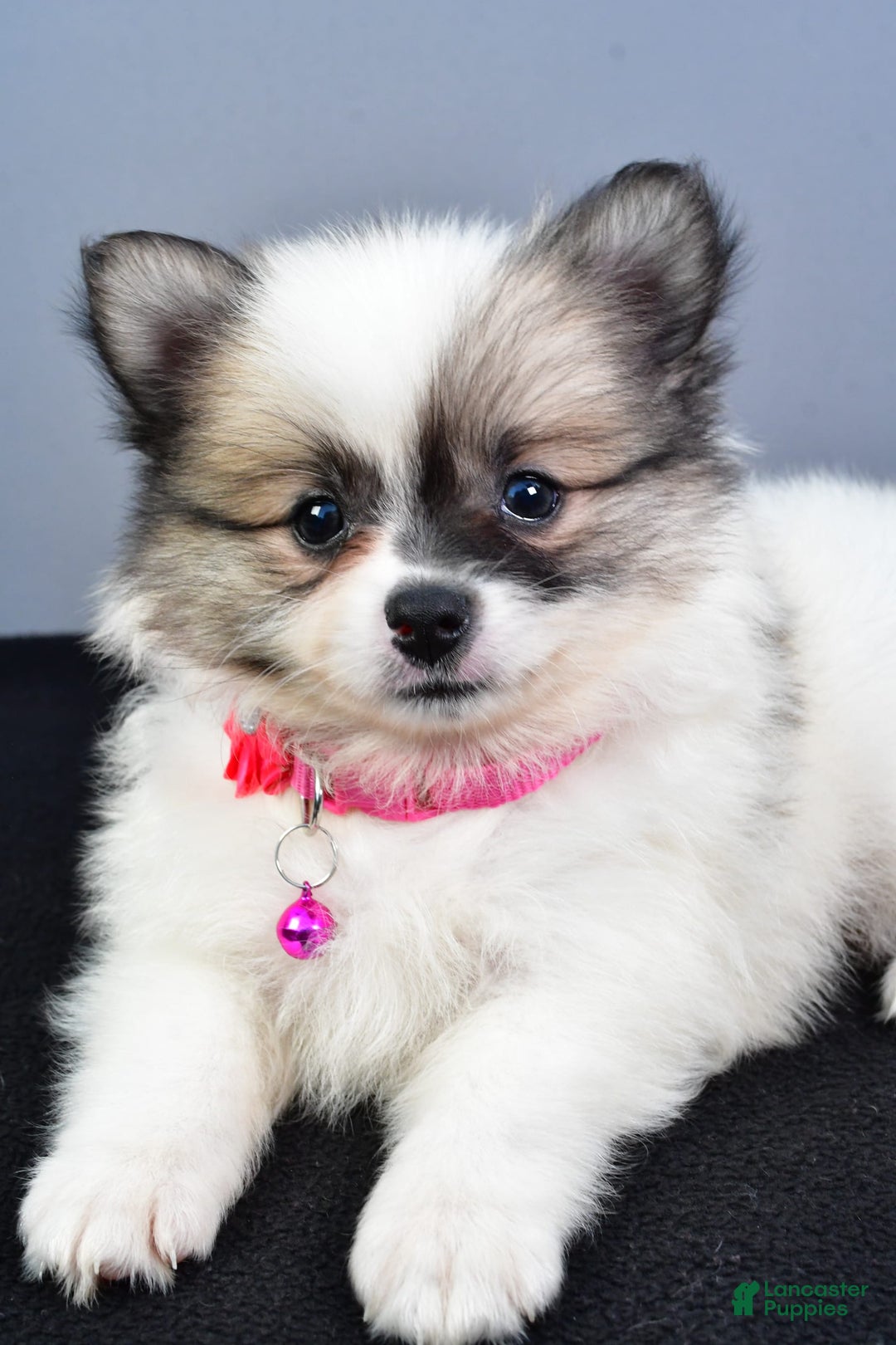 Pomeranian dogs for sale: Sweetie - Image 10