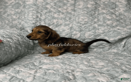 Dachshund dogs for sale: Shaded Cream Male - Image 19