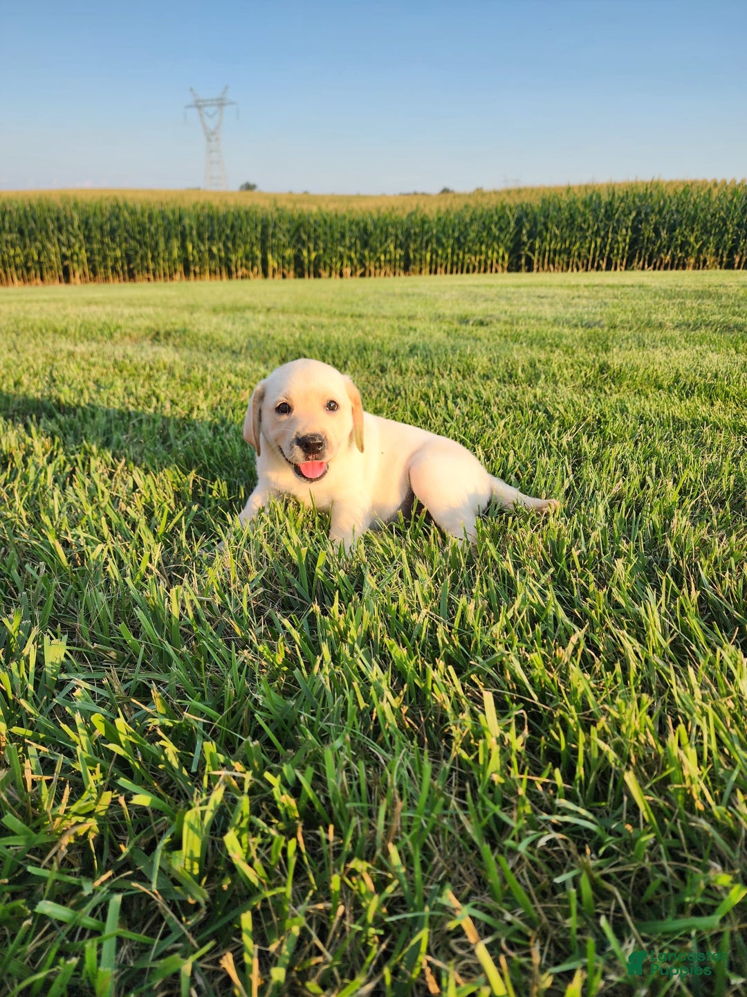 Labrador Retriever dogs for sale: Stella - Image 3