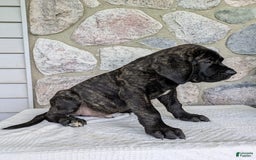 English Mastiff dogs for sale: Bruno - Image 8