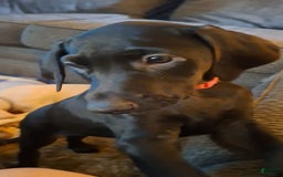 Doberman Pinscher dogs for sale: Ebony - Image 4