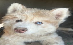 Siberian Husky dogs for sale: Daisy Light Red Mask - Image 3