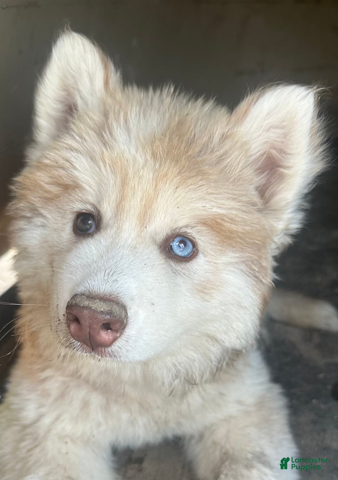 Siberian Husky dogs for sale: Daisy Light Red Mask - Image 3