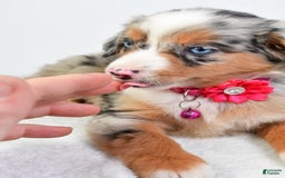 Miniature Australian Shepherd dogs for sale: Shelly - Image 7