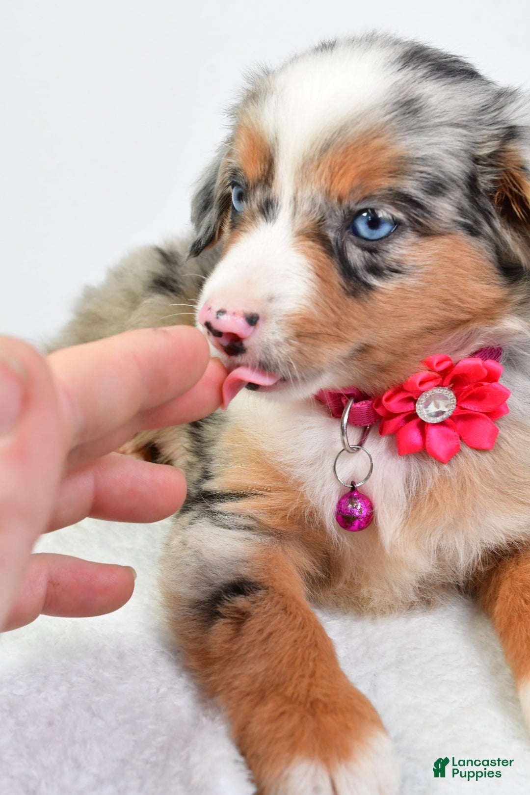 Miniature Australian Shepherd dogs for sale: Shelly - Image 7