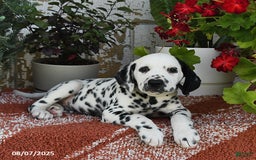 Dalmatian dogs for sale: Dasher - Image 4