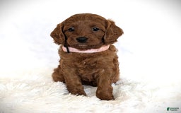 Cavapoo dogs for sale: Rosie - Image 2