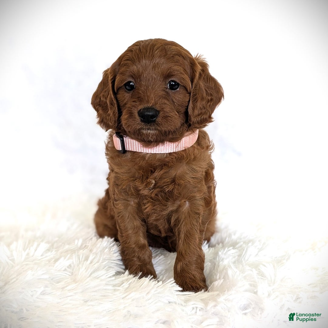 Cavapoo dogs for sale: Rosie - Image 2