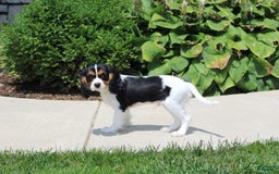Cavalier King Charles Spaniel dogs for sale: Bear - Image 17