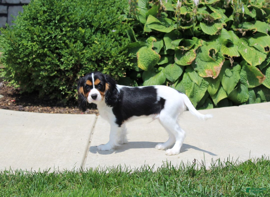 Cavalier King Charles Spaniel dogs for sale: Bear - Image 17
