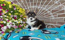 Welsh Corgi Pembroke dogs for sale: Chase - Image 2
