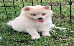 Alaskan Klee Kai dogs for sale: Fluffy Lil Tiki - Image 5