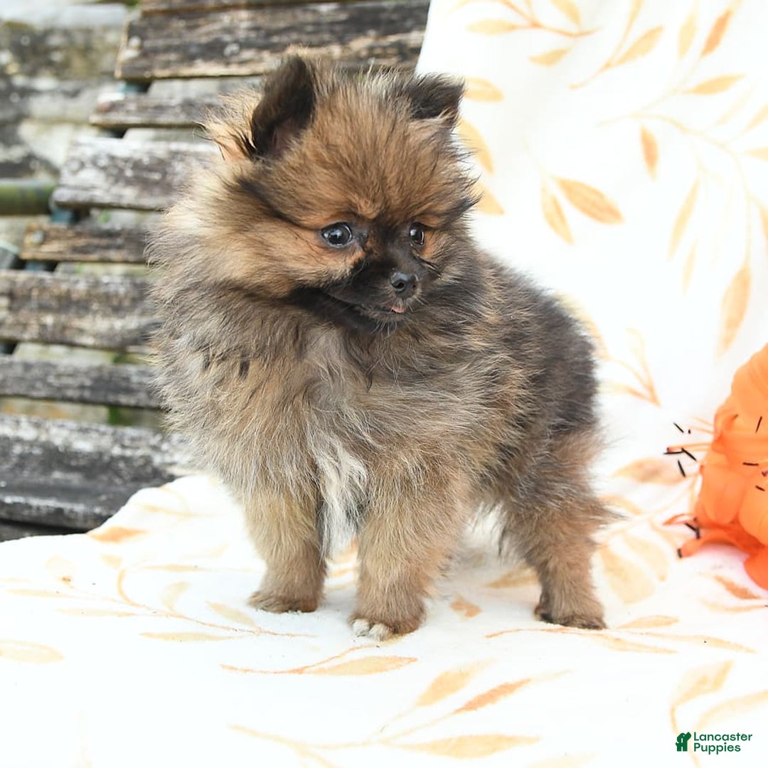 Pomeranian dogs for sale: Joy - Image 2