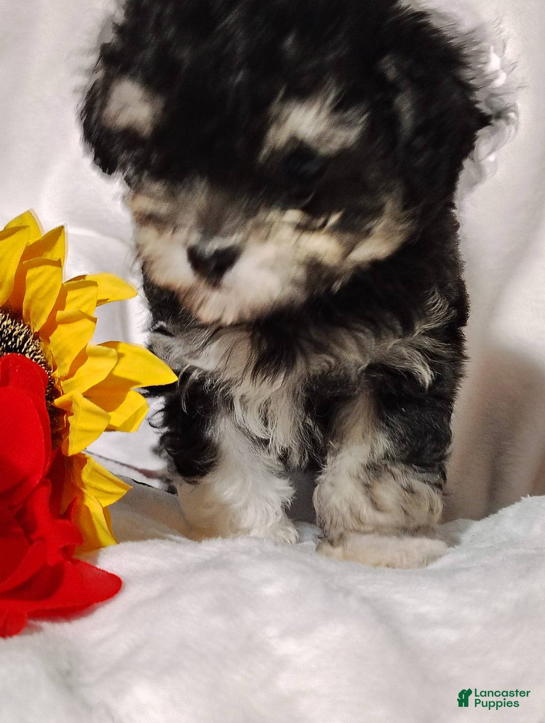 Maltipoo dogs for sale: Olive - Image 4