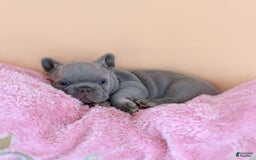 French Bulldog dogs for sale: Dylan - Image 13