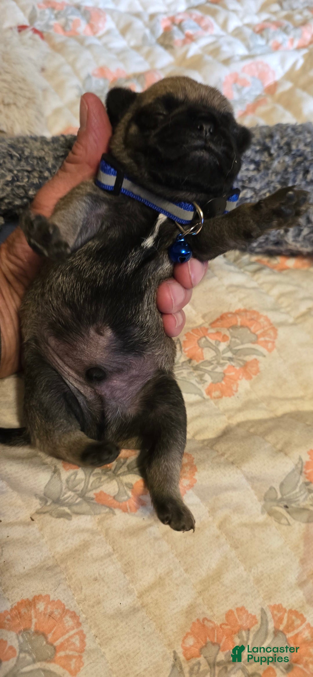 Pug dogs for sale: Dwight - Image 4
